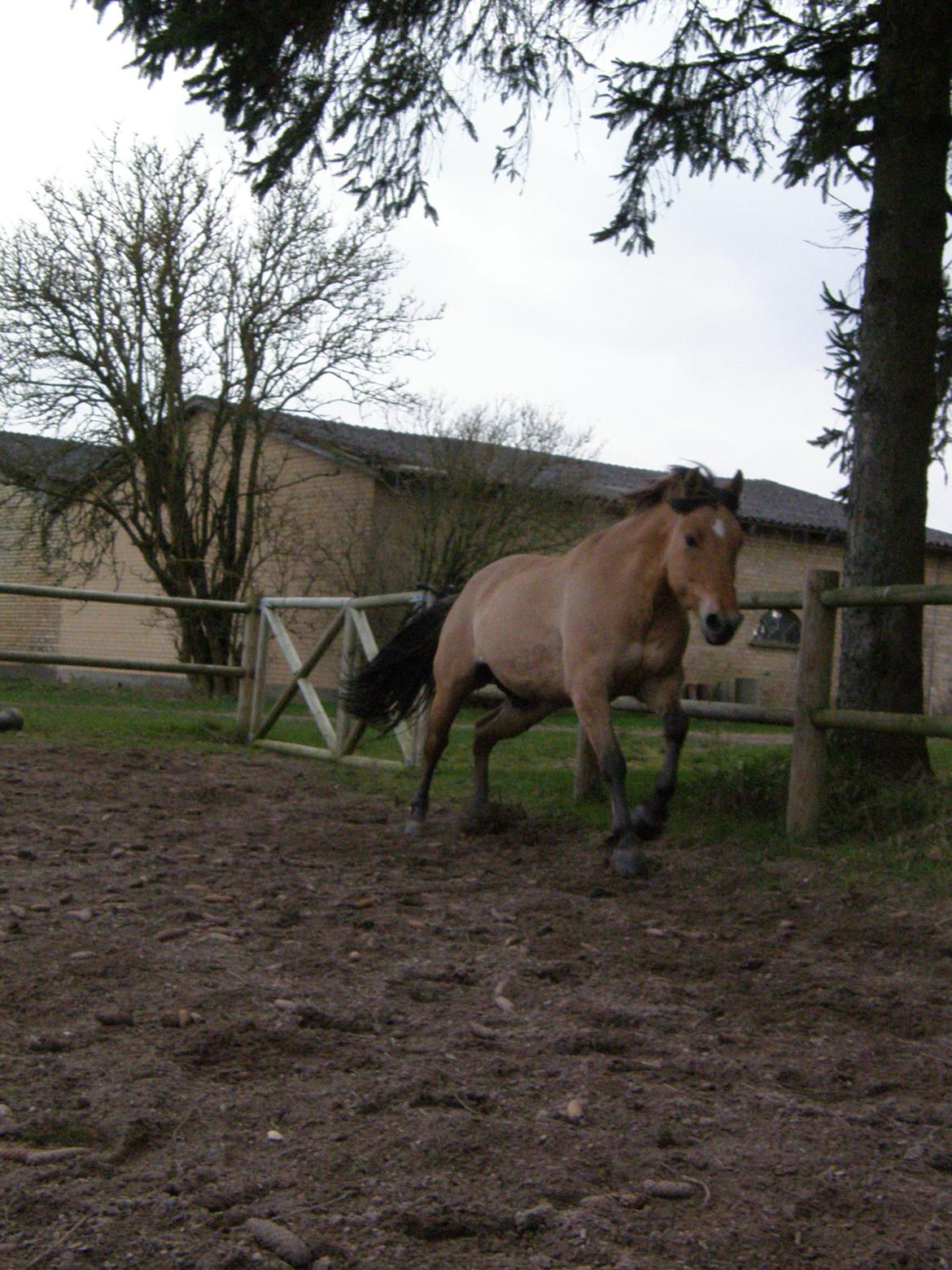 Oldenborg /Fjordhest - Vejlbygård's Yasmin-solgt- billede 24
