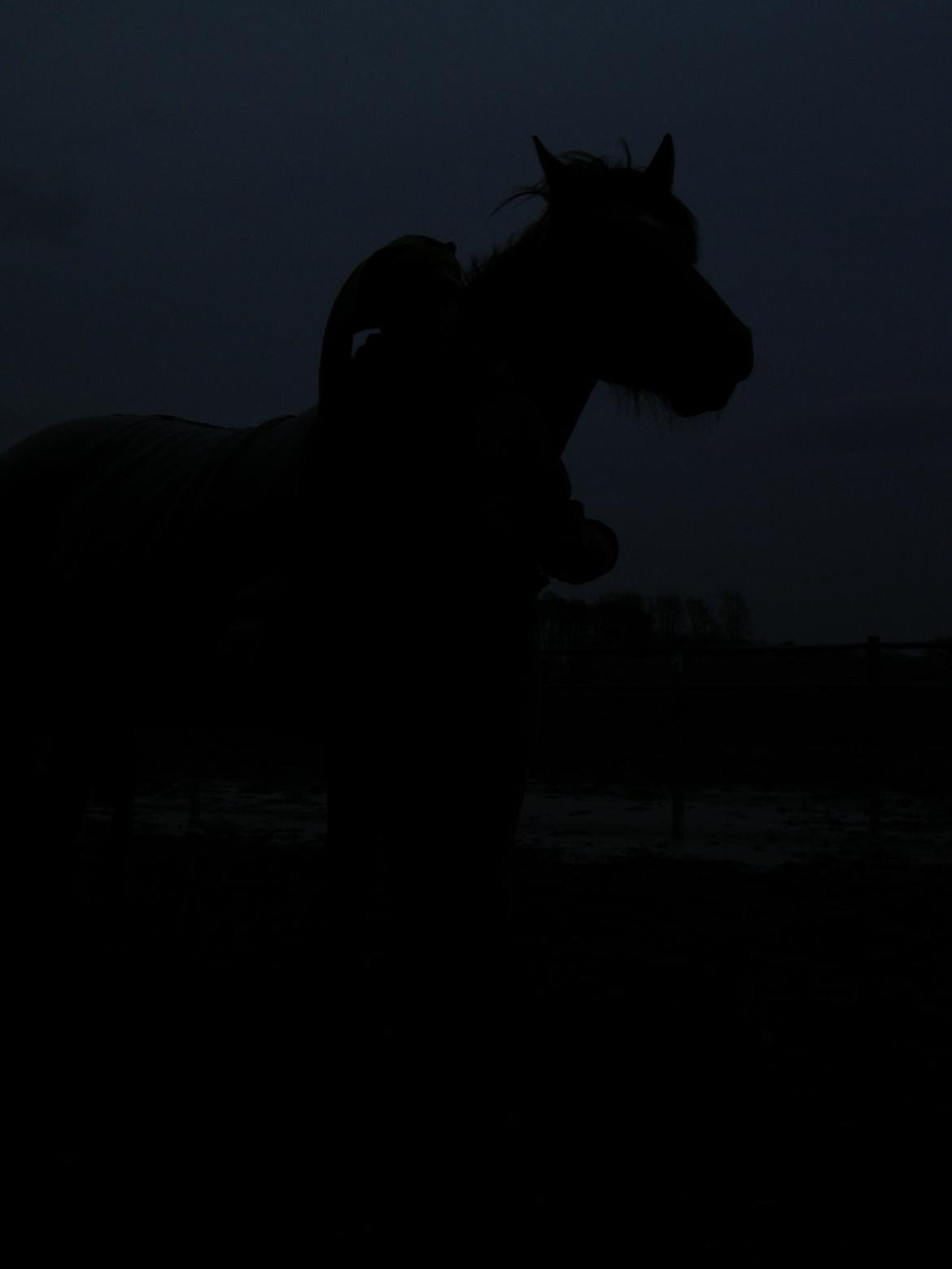 Oldenborg /Fjordhest - Vejlbygård's Yasmin-solgt- billede 25