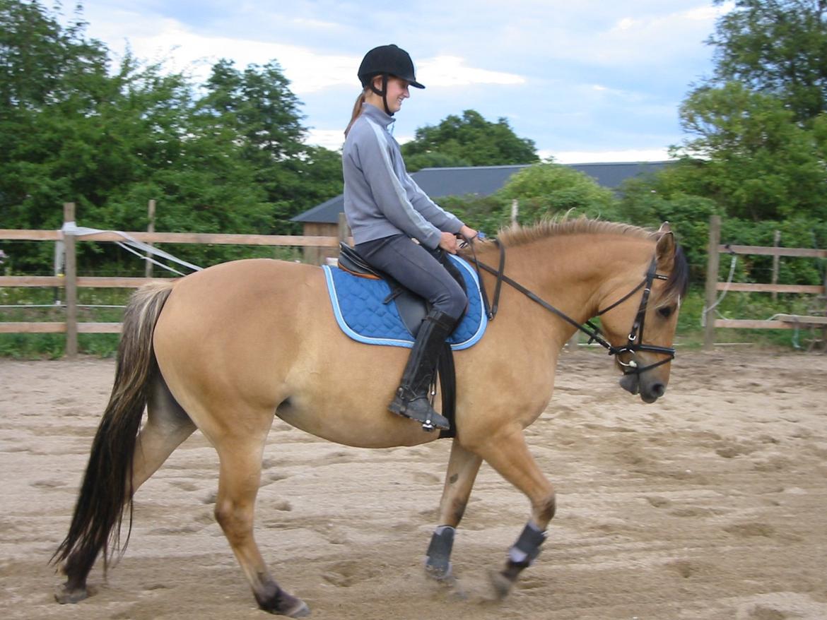 Oldenborg /Fjordhest - Vejlbygård's Yasmin-solgt- - Yasmin 4 år billede 3