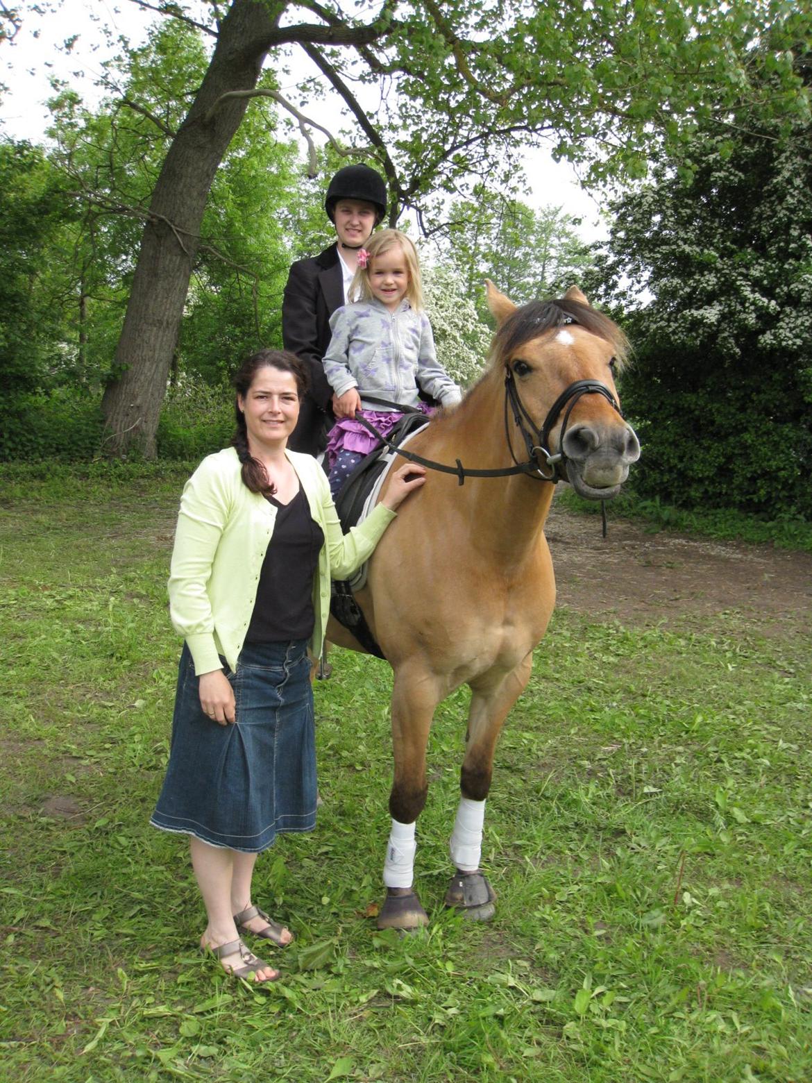 Oldenborg /Fjordhest - Vejlbygård's Yasmin-solgt- billede 26