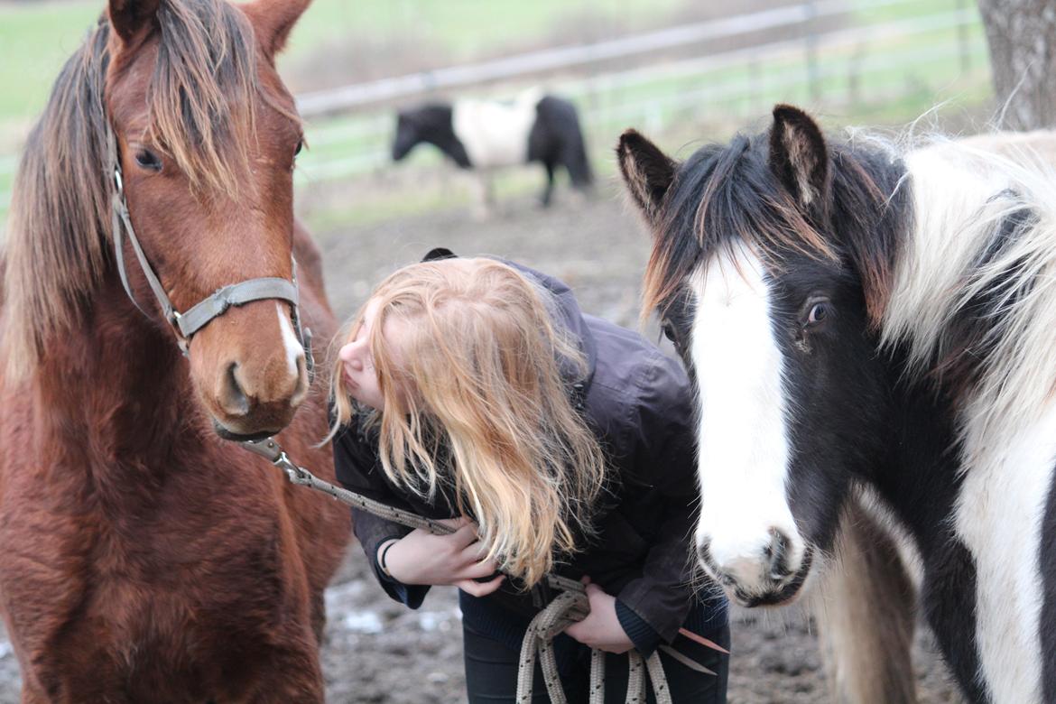Lusitano Horatio The Noble One - Den 24 december, Horatio og mig der hygger sammen med hans ven Cay  billede 2