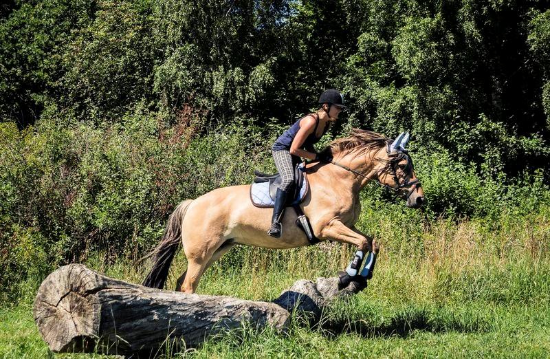 Oldenborg /Fjordhest - Vejlbygård's Yasmin-solgt- billede 27