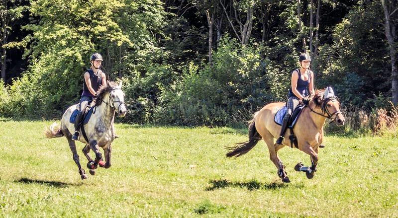 Oldenborg /Fjordhest - Vejlbygård's Yasmin-solgt- billede 28