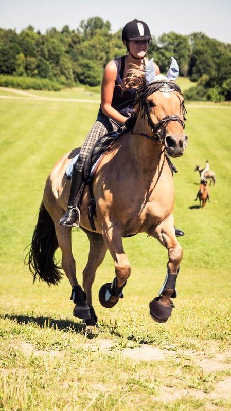 Oldenborg /Fjordhest - Vejlbygård's Yasmin-solgt- billede 29