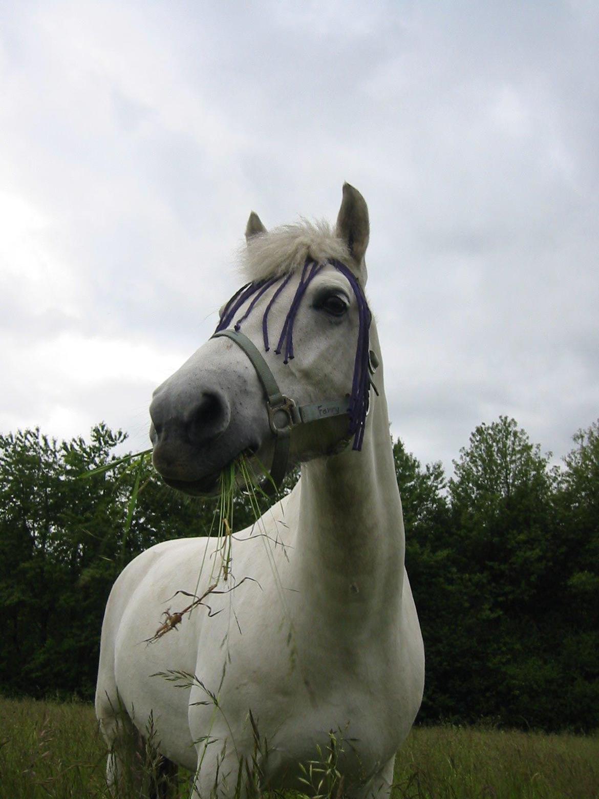 Connemara / Fjordhest - † Fanny † R.I.P. billede 9