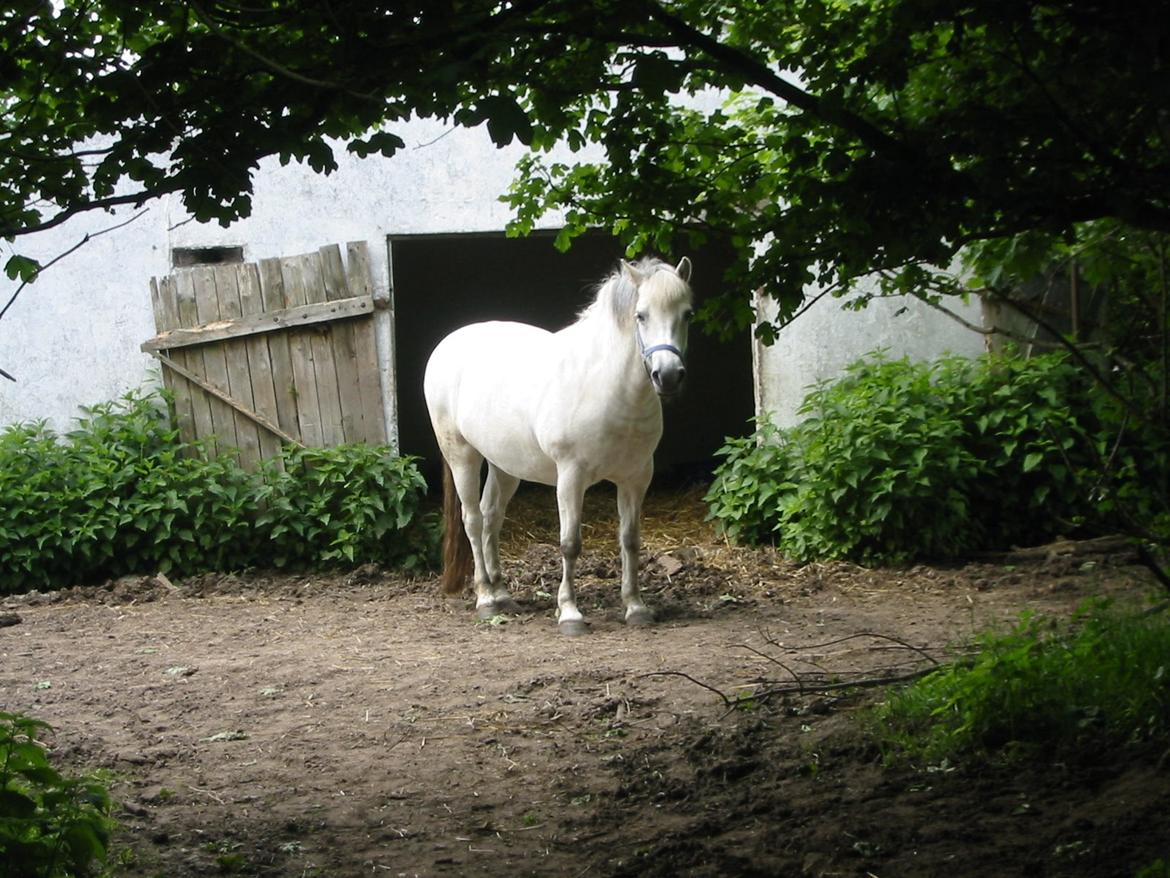 Connemara / Fjordhest - † Fanny † R.I.P. billede 16