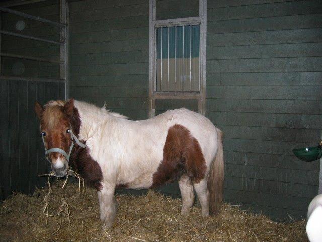 Anden særlig race - † Matros/Wingo † R.I.P - Matros lige ankommet til Fåborg Rideklub, den dag jeg købte ham billede 15