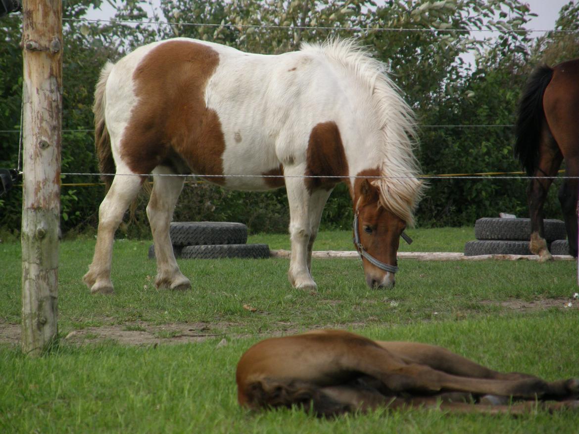 Anden særlig race - † Matros/Wingo † R.I.P - Matros og en meget træt baby Milan billede 25