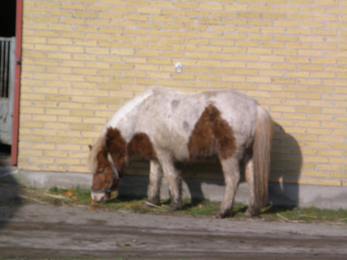 Anden særlig race - † Matros/Wingo † R.I.P billede 28