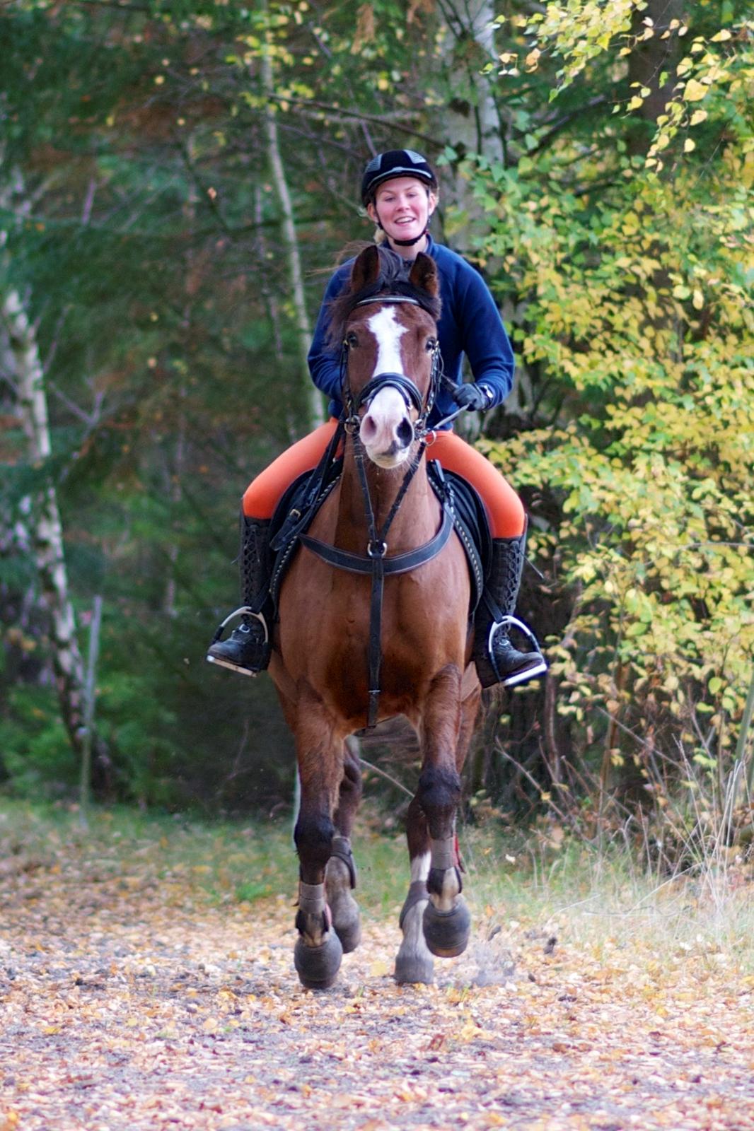 Anden særlig race Allmoust Luksus - Happy horse  billede 10