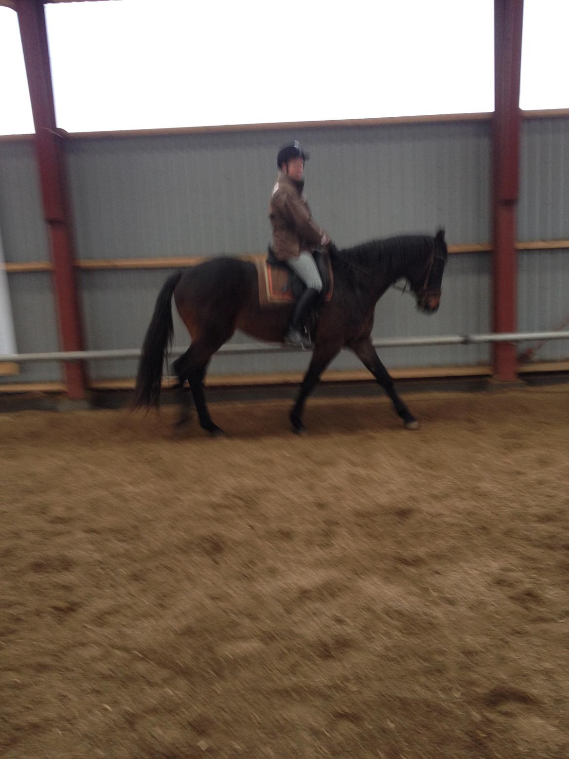 Trakehner Herbstmenuet billede 16