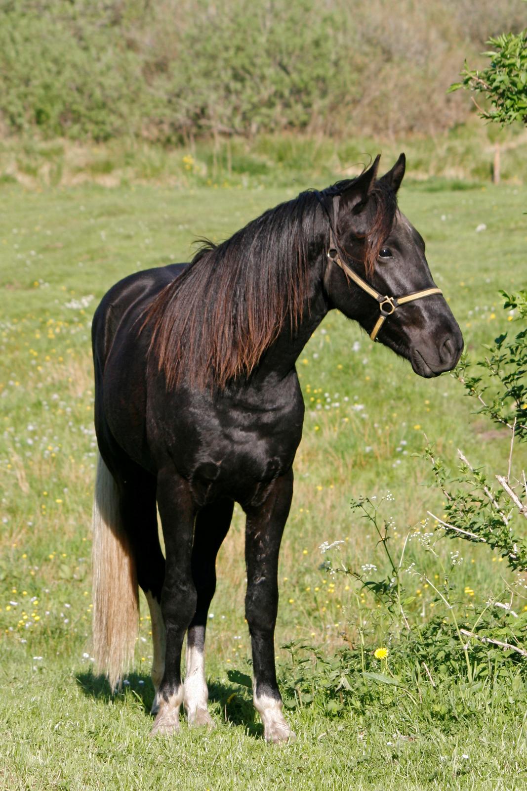 Tennessee Walker Joyful Mr. Forest Walker - Bushy i engen 27/5 2013. billede 15