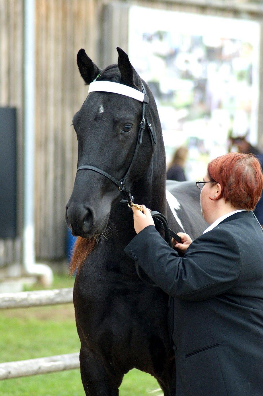 Tennessee Walker Joyful Mr. Forest Walker - TWHBEA Europa Mesterskaberne 21/9 2013. billede 17