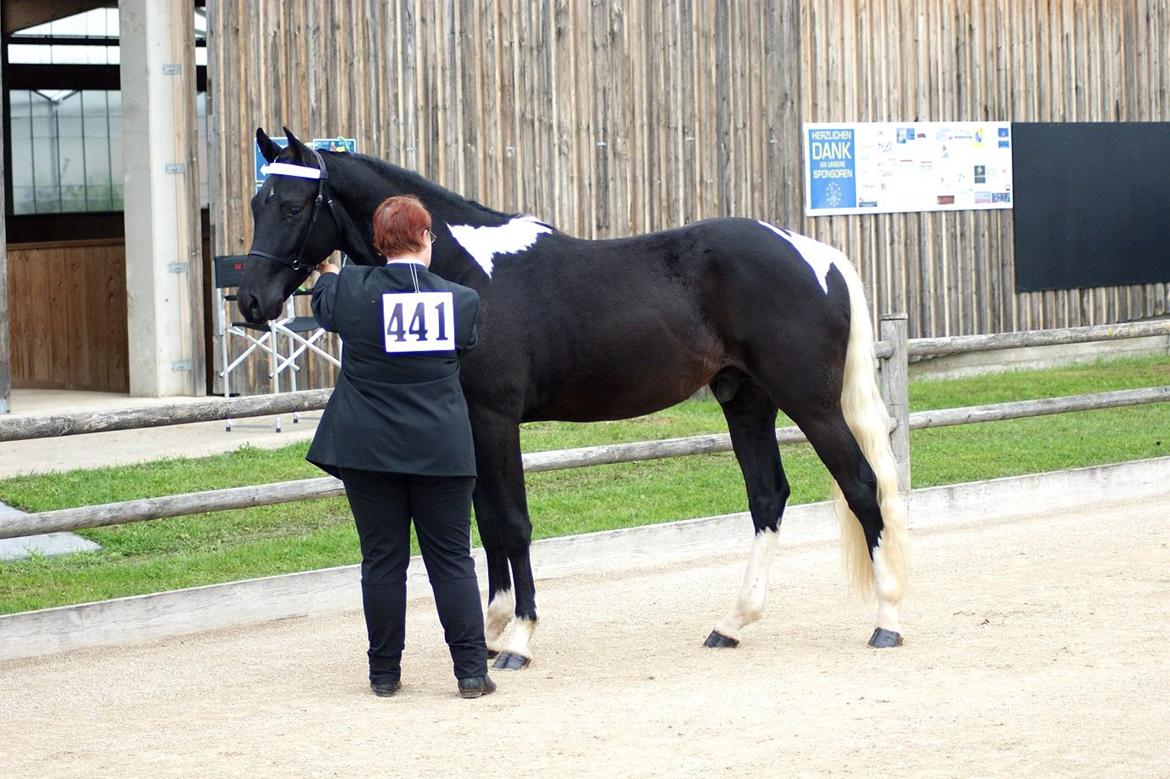 Tennessee Walker Joyful Mr. Forest Walker - TWHBEA Europa Mesterskaberne 21/9 2013. billede 20