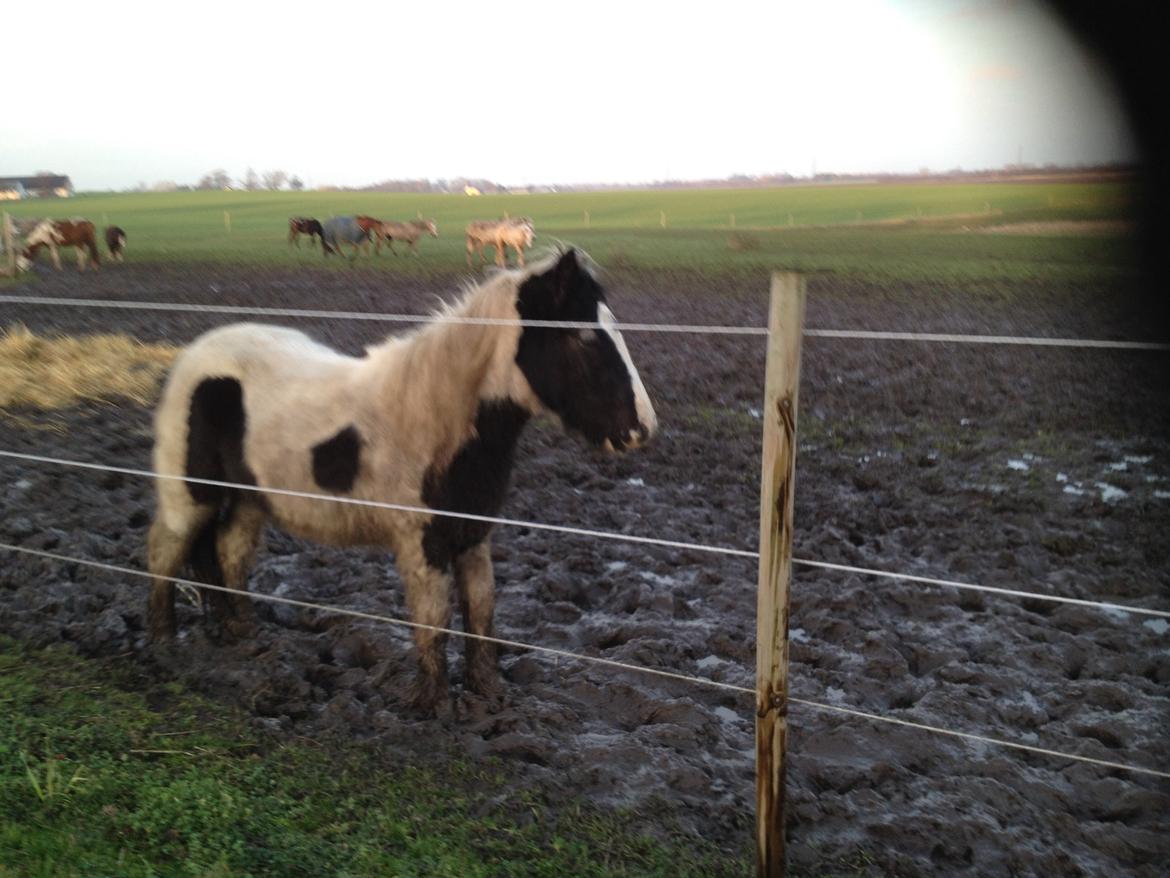 Tinker Dyffes ingolf billede 6