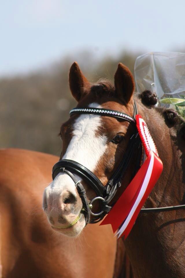 Welsh Pony af Cob-type (sec C) Thers Hey Harlekin<3 billede 17