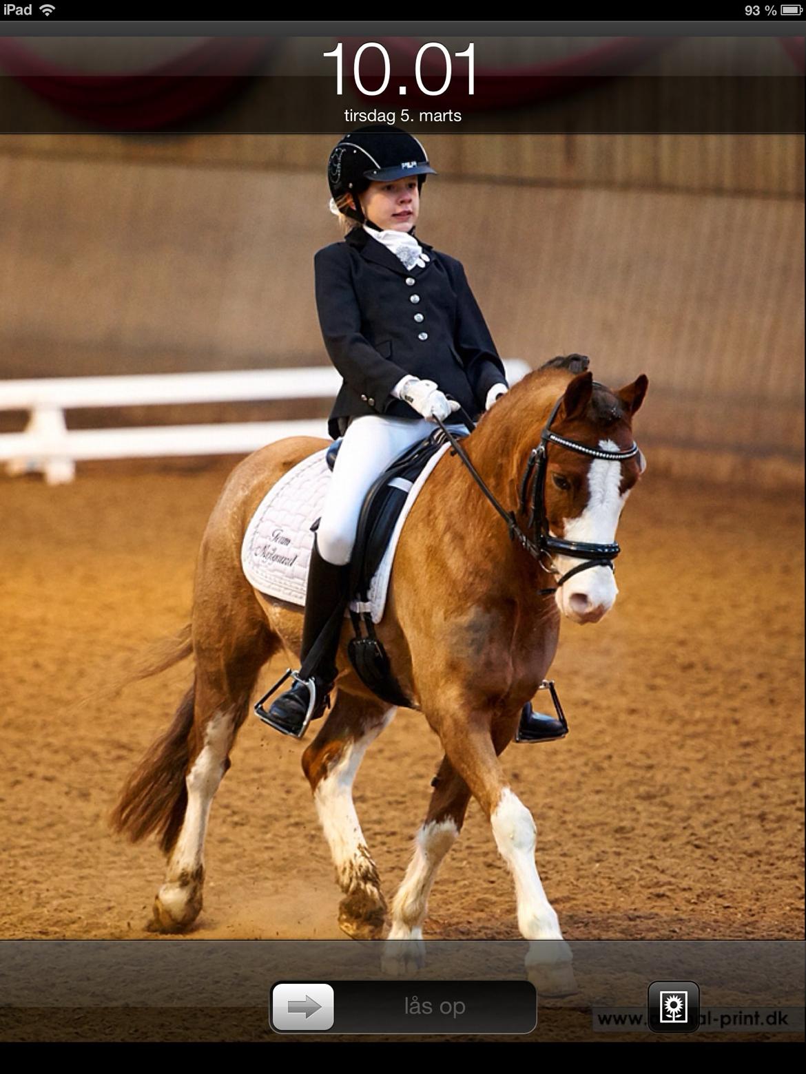 Welsh Pony af Cob-type (sec C) Thers Hey Harlekin<3 billede 20