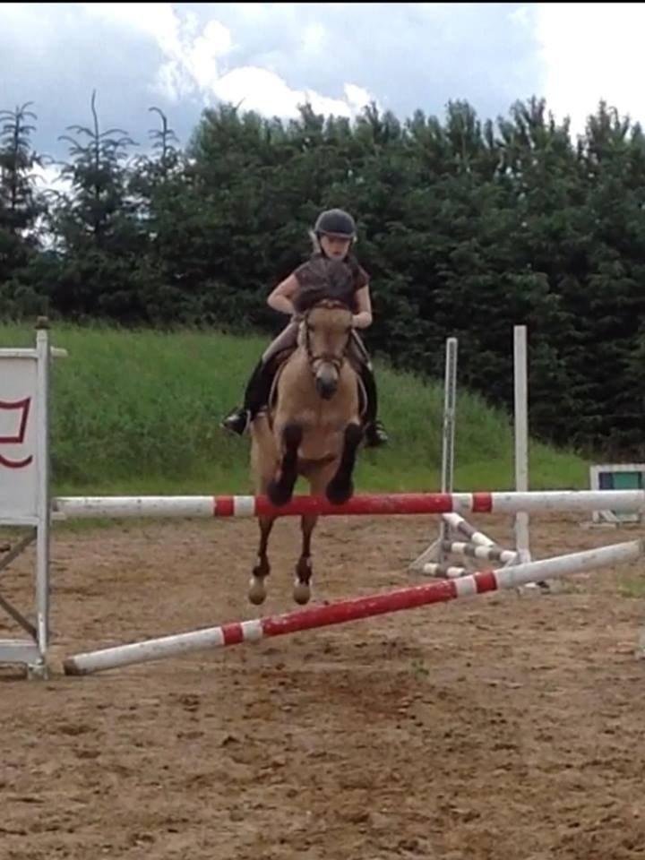 Irsk Sportspony | Irish Spirit - Spirit med sin nuværende rytter Karoline :) billede 21