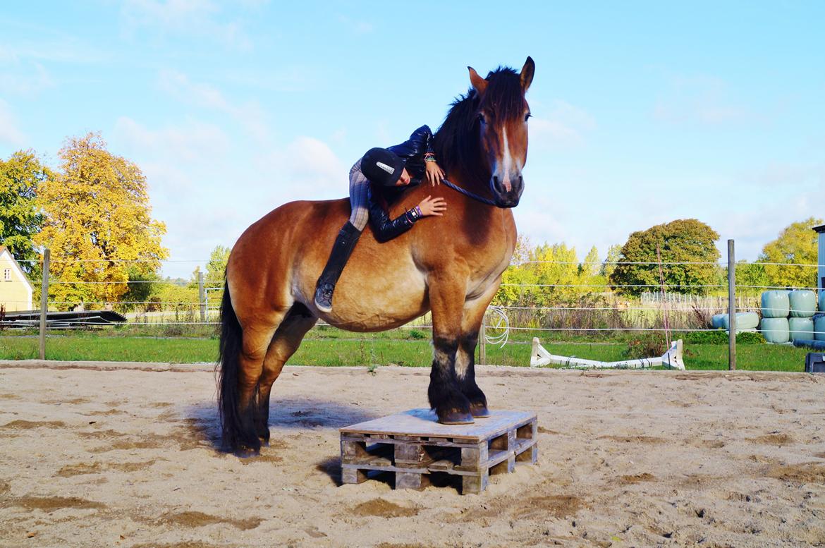 Belgier Sascha *My Soulmate* billede 24