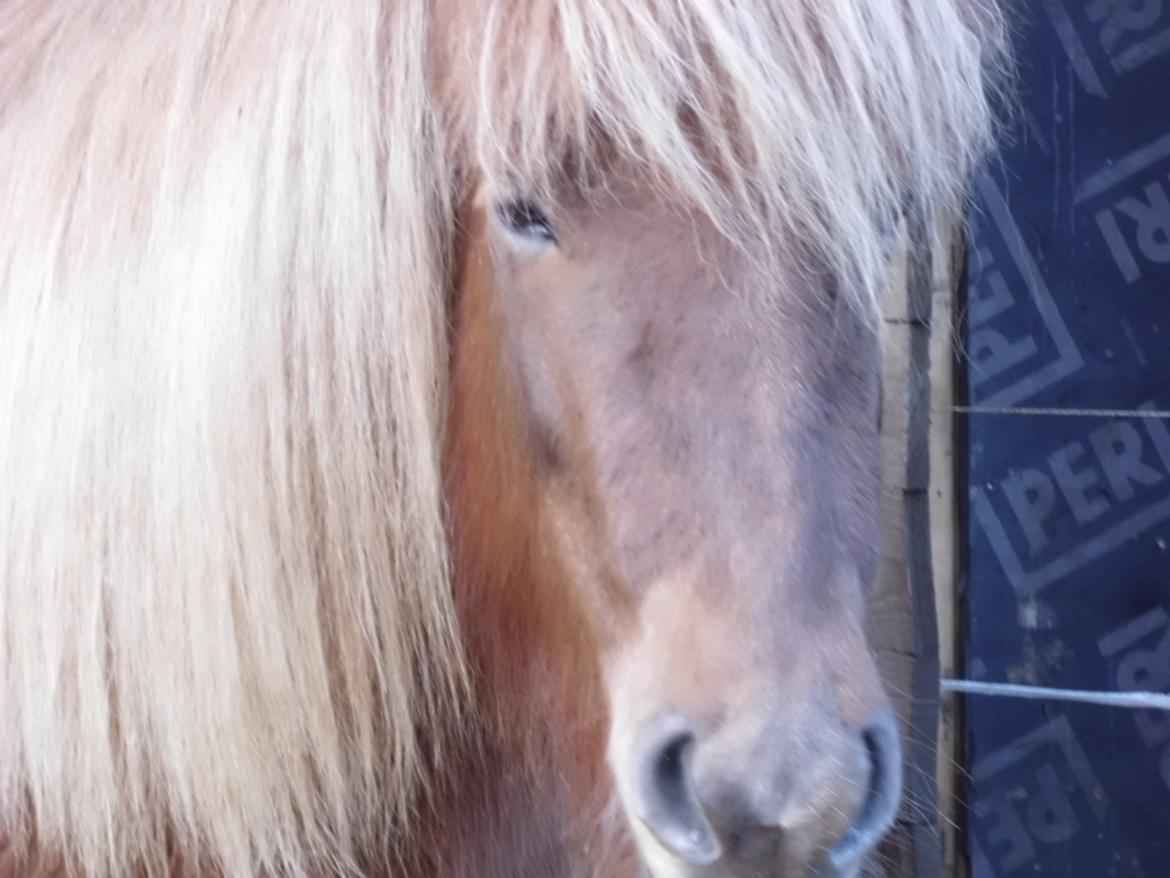 Islænder Hrína fra Fogedgaarden billede 1