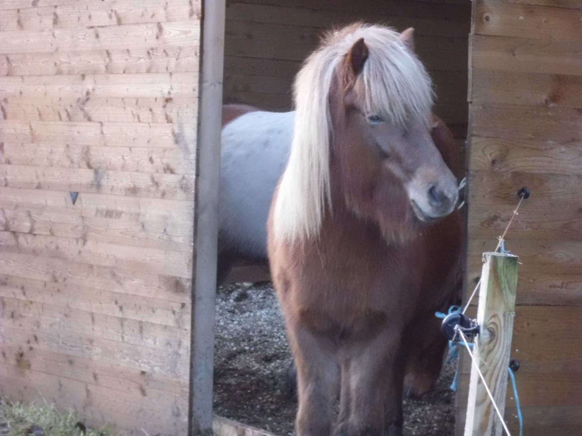 Islænder Hrína fra Fogedgaarden billede 4