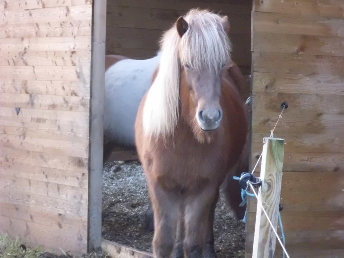 Islænder Hrína fra Fogedgaarden billede 5
