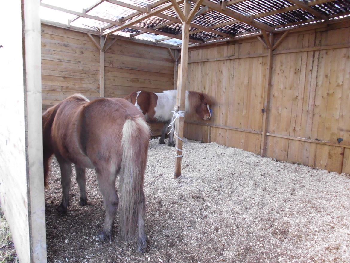 Islænder Hrína fra Fogedgaarden billede 6