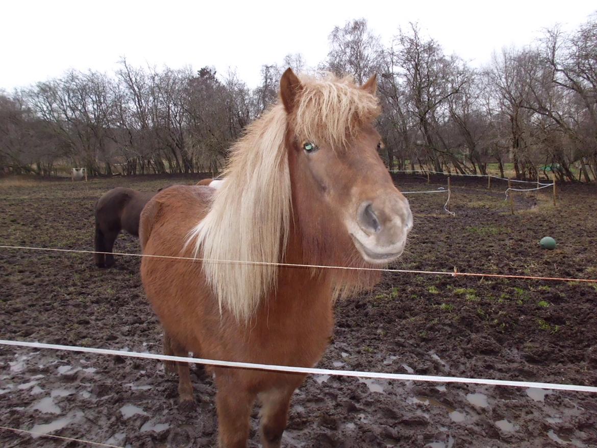 Islænder Hrína fra Fogedgaarden billede 7