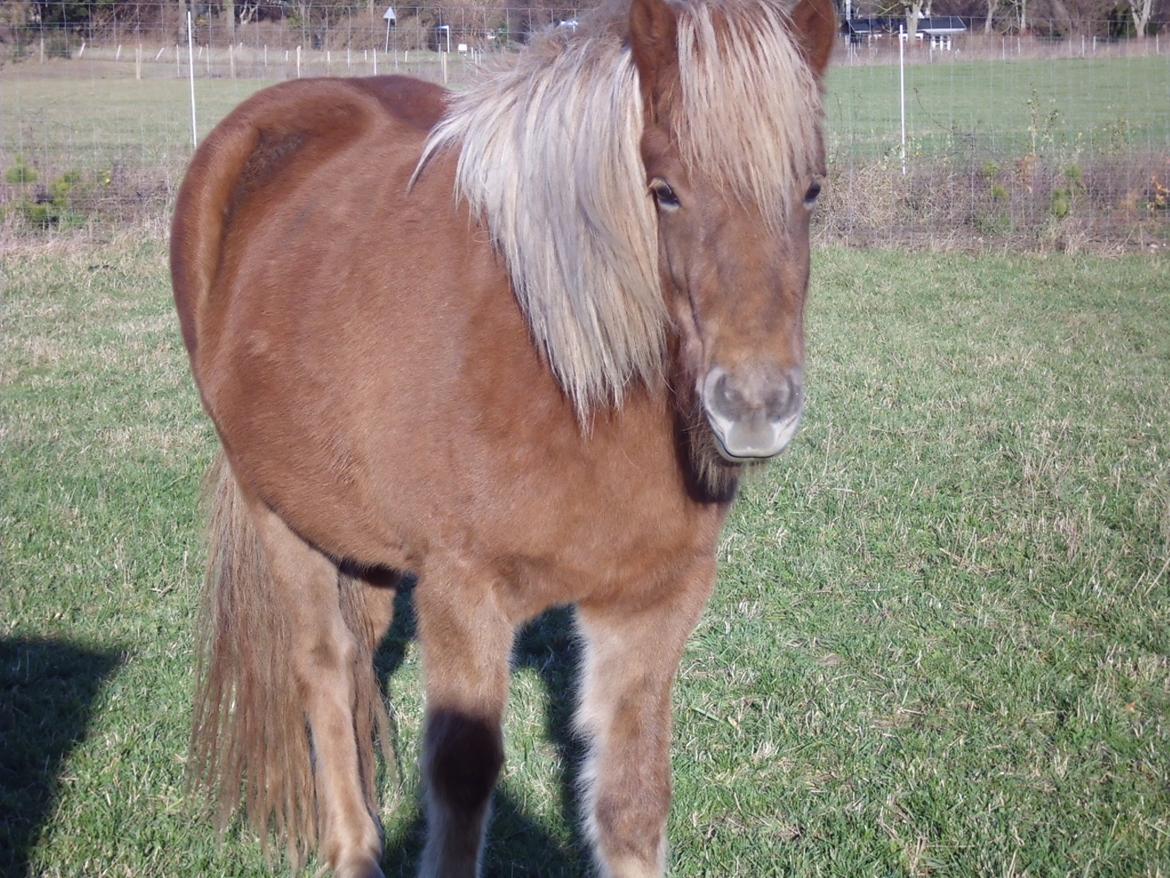 Islænder Hrína fra Fogedgaarden billede 8