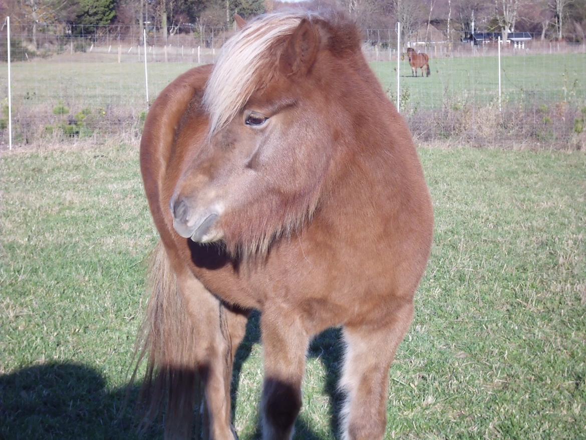 Islænder Hrína fra Fogedgaarden billede 9