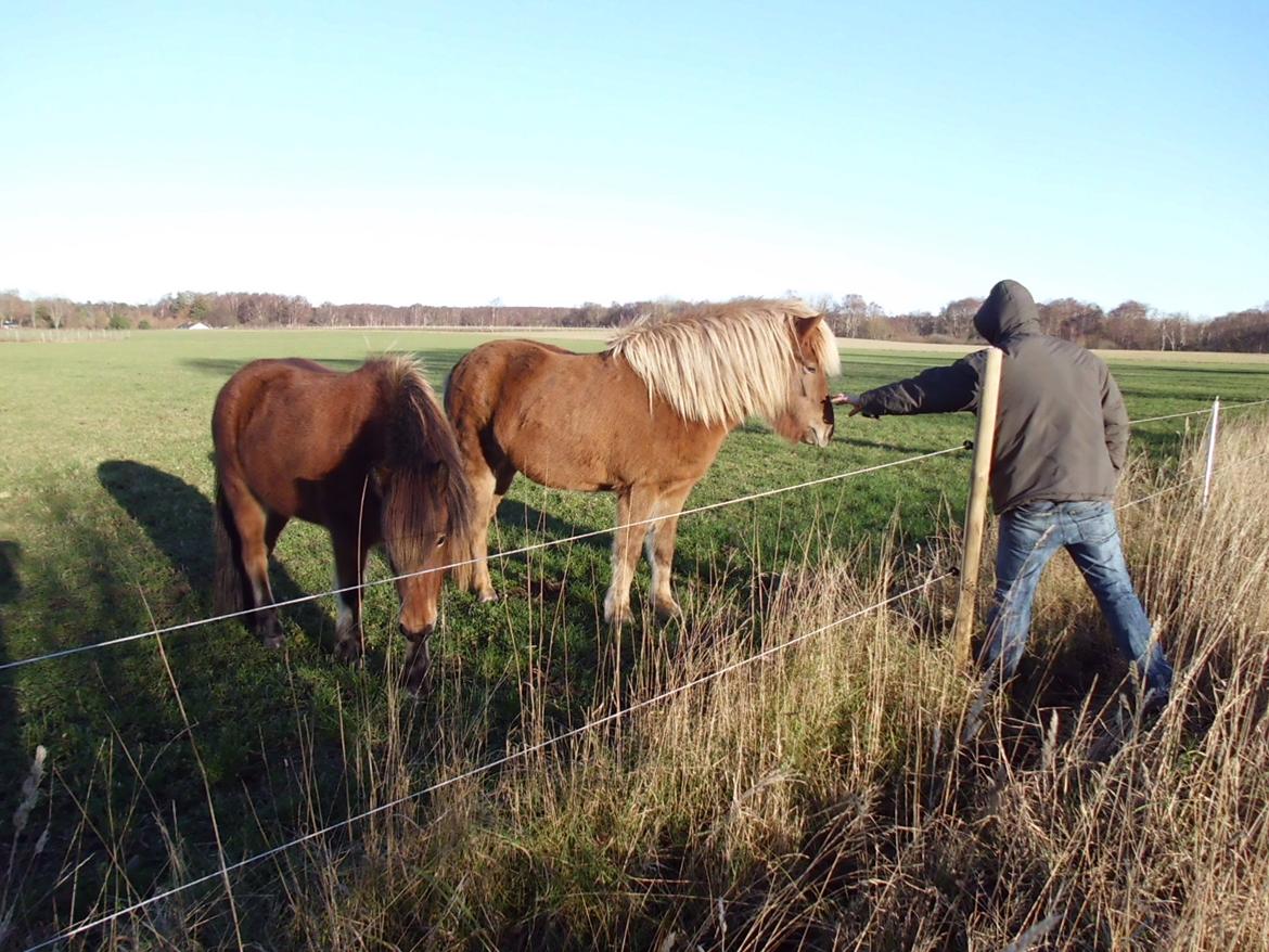 Islænder Hrína fra Fogedgaarden billede 13