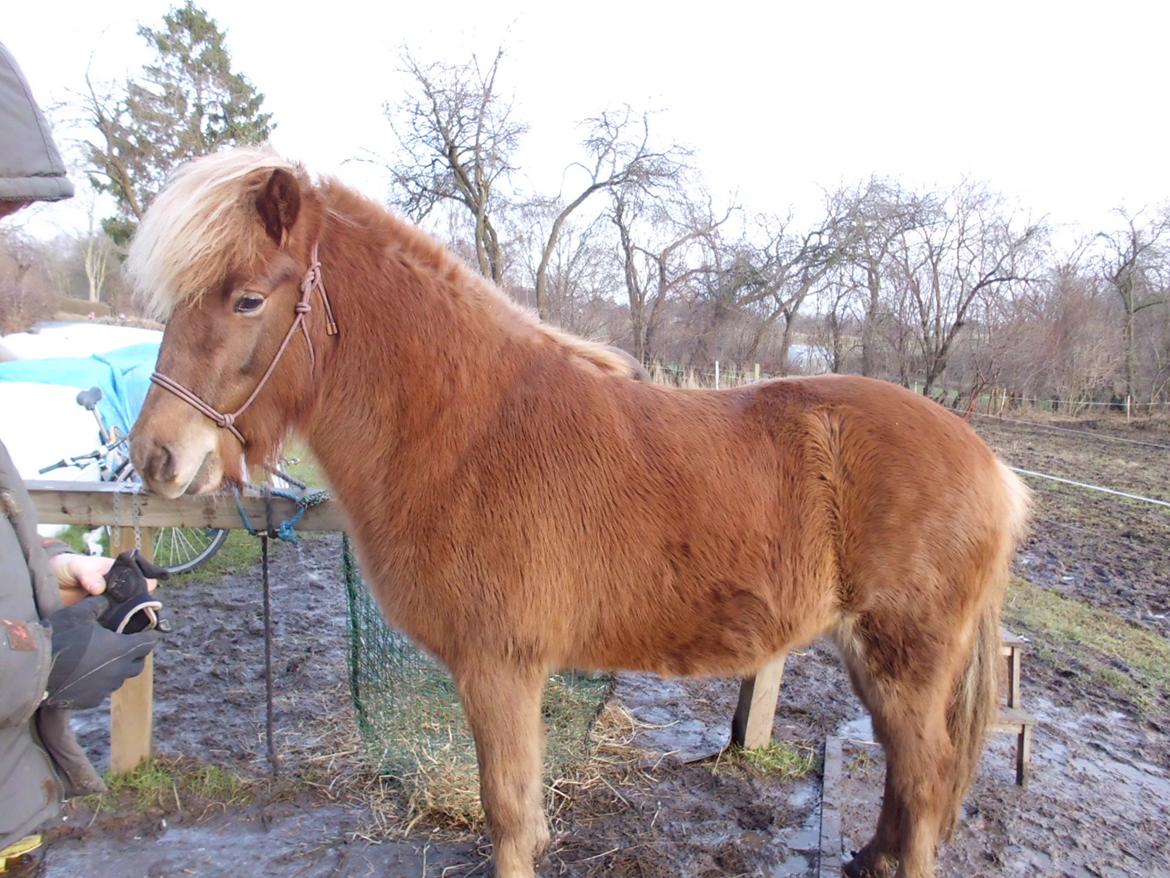 Islænder Hrína fra Fogedgaarden billede 14