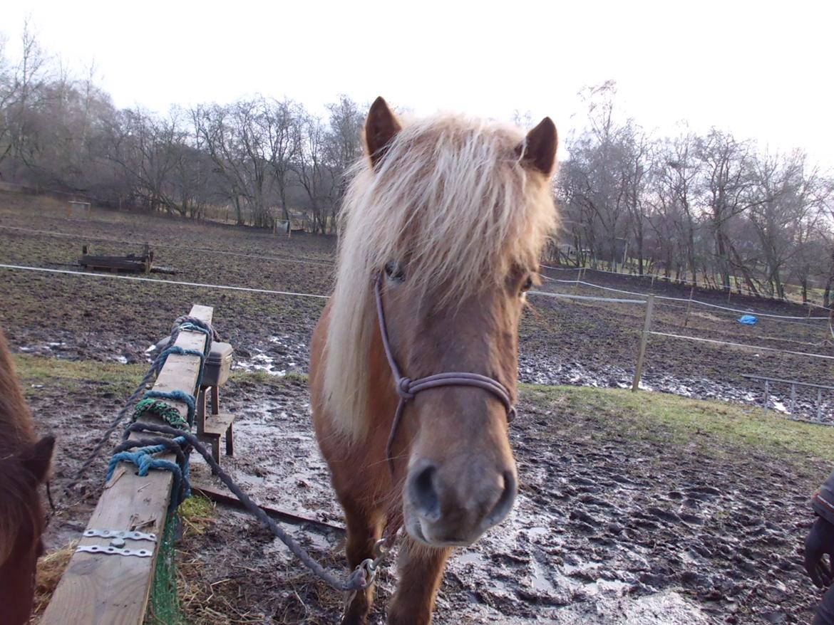 Islænder Hrína fra Fogedgaarden billede 15