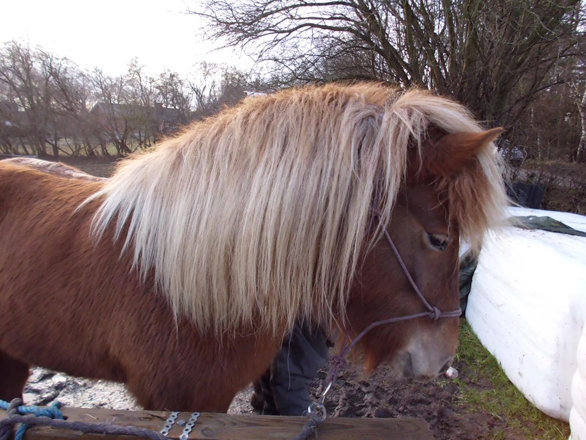 Islænder Hrína fra Fogedgaarden billede 16