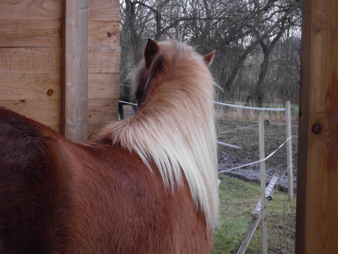 Islænder Hrína fra Fogedgaarden billede 17