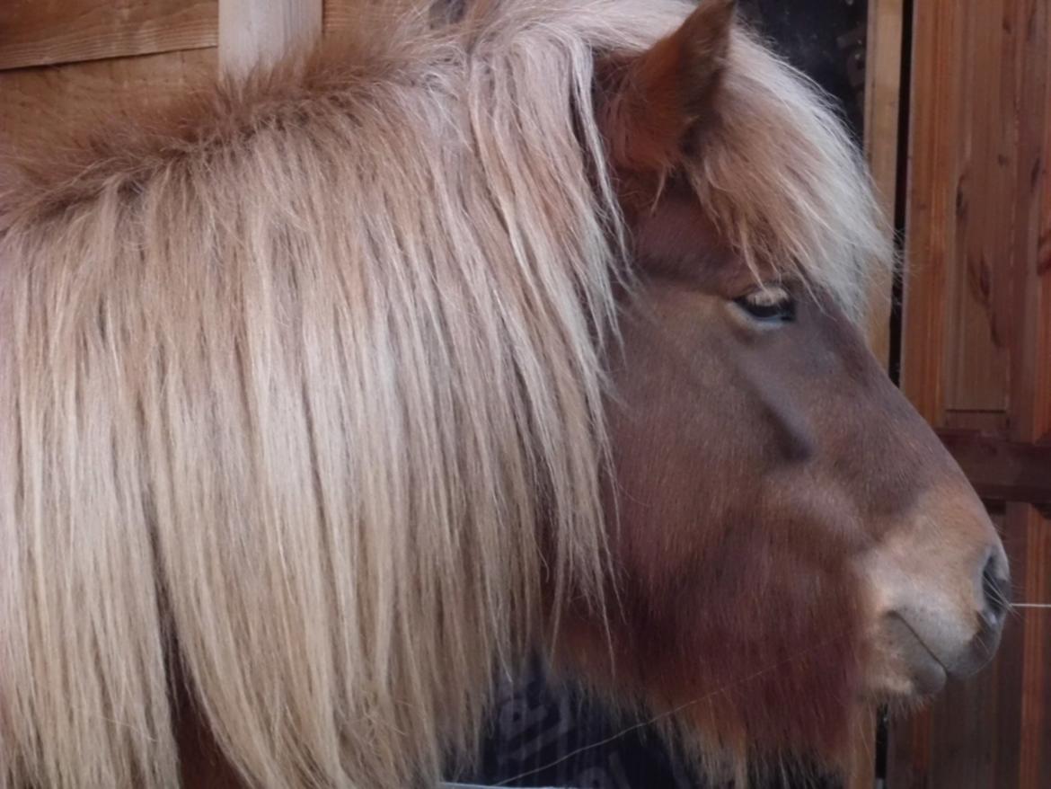 Islænder Hrína fra Fogedgaarden billede 18