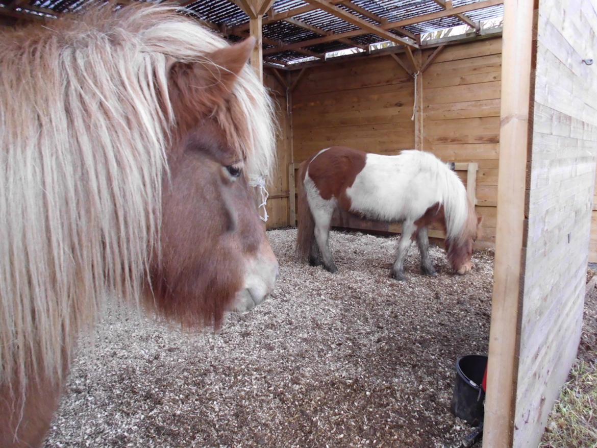 Islænder Hrína fra Fogedgaarden billede 20