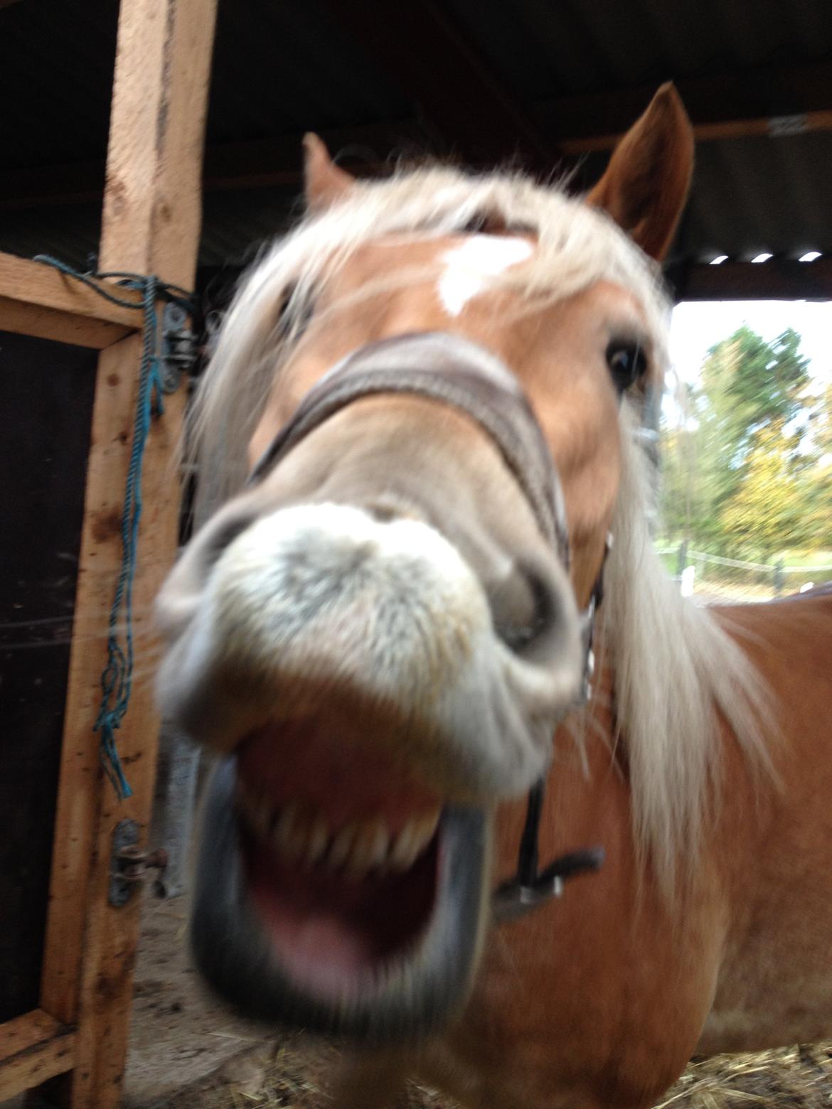 Haflinger Victoria billede 2