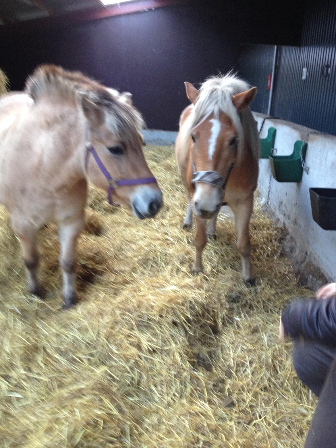 Haflinger Victoria billede 3