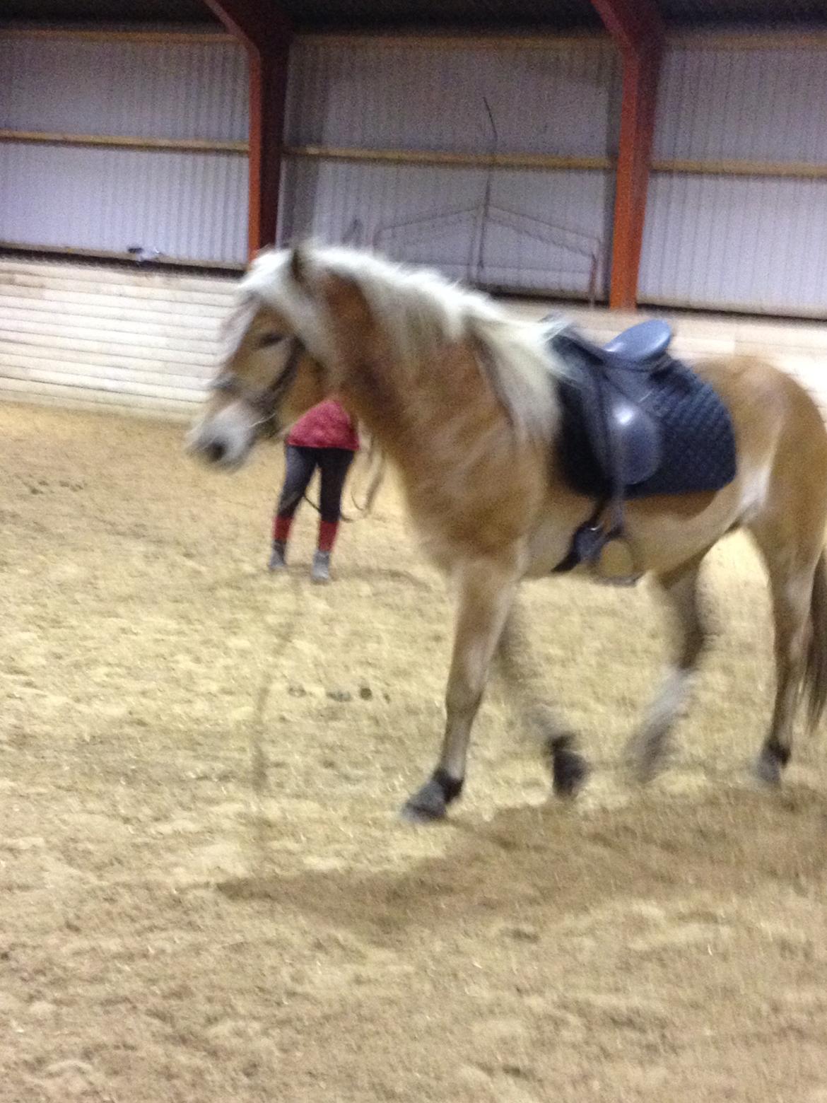 Haflinger Victoria billede 4