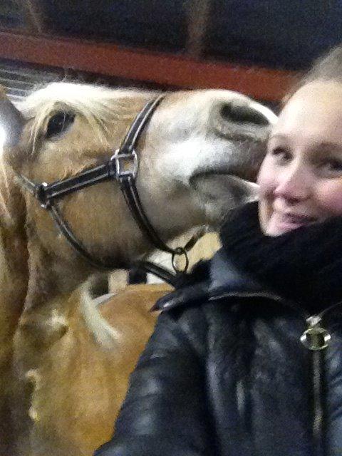 Haflinger Victoria billede 5