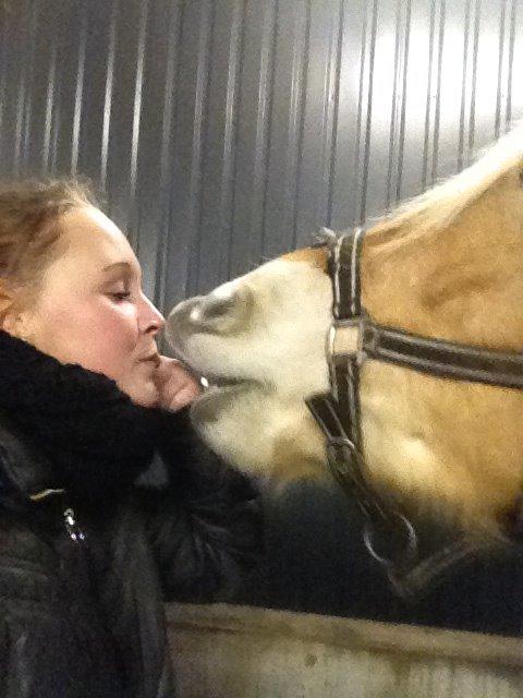 Haflinger Victoria billede 6