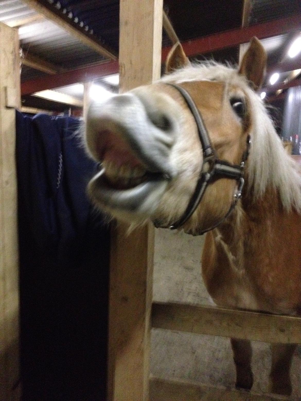 Haflinger Victoria billede 7