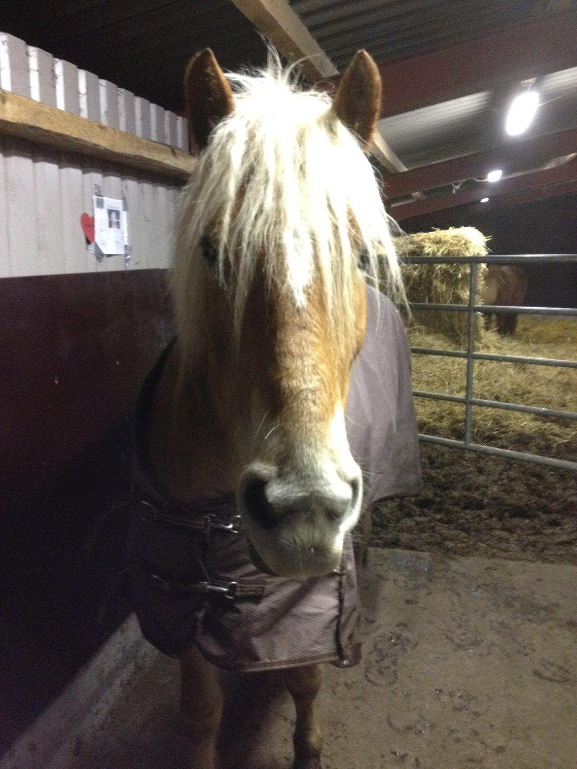 Haflinger Victoria billede 8