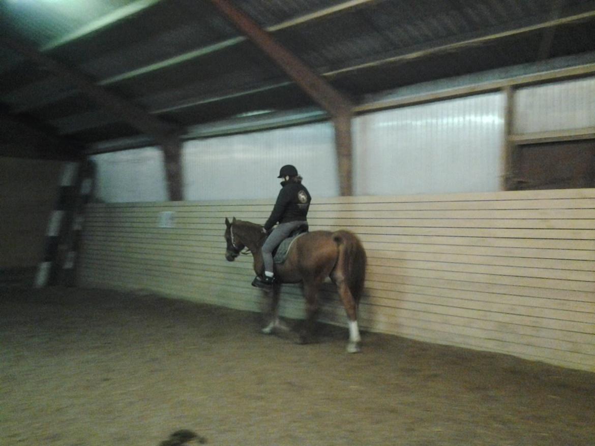 Arabisk fuldblod (OX) Milagro - 16. dec '13. En af de første gange med rytter :) billede 21