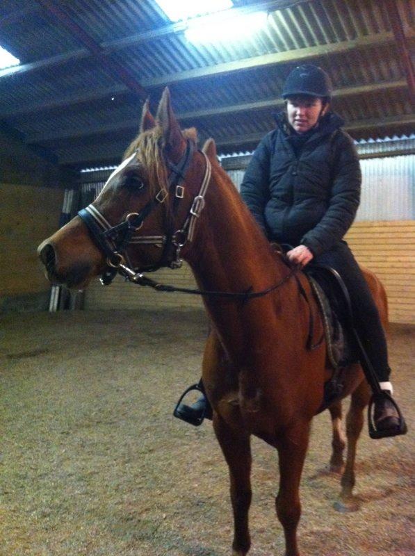 Arabisk fuldblod (OX) Milagro - 23. dec '13. En af de første gange med rytter :) billede 22