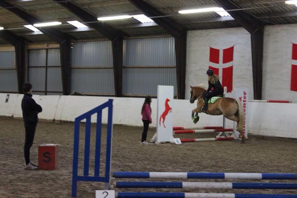 Haflinger sunshine *my soulmate*<3 billede 15