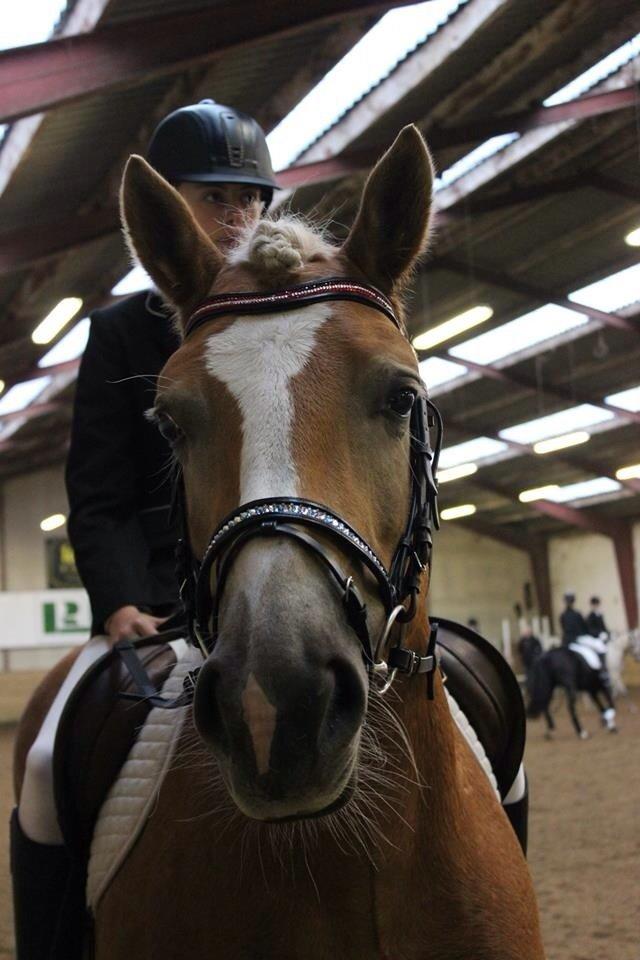 Haflinger sunshine *my soulmate*<3 billede 16