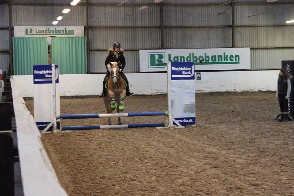 Haflinger sunshine *my soulmate*<3 billede 17