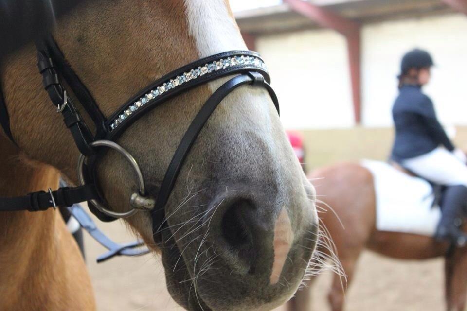 Haflinger sunshine *my soulmate*<3 billede 18